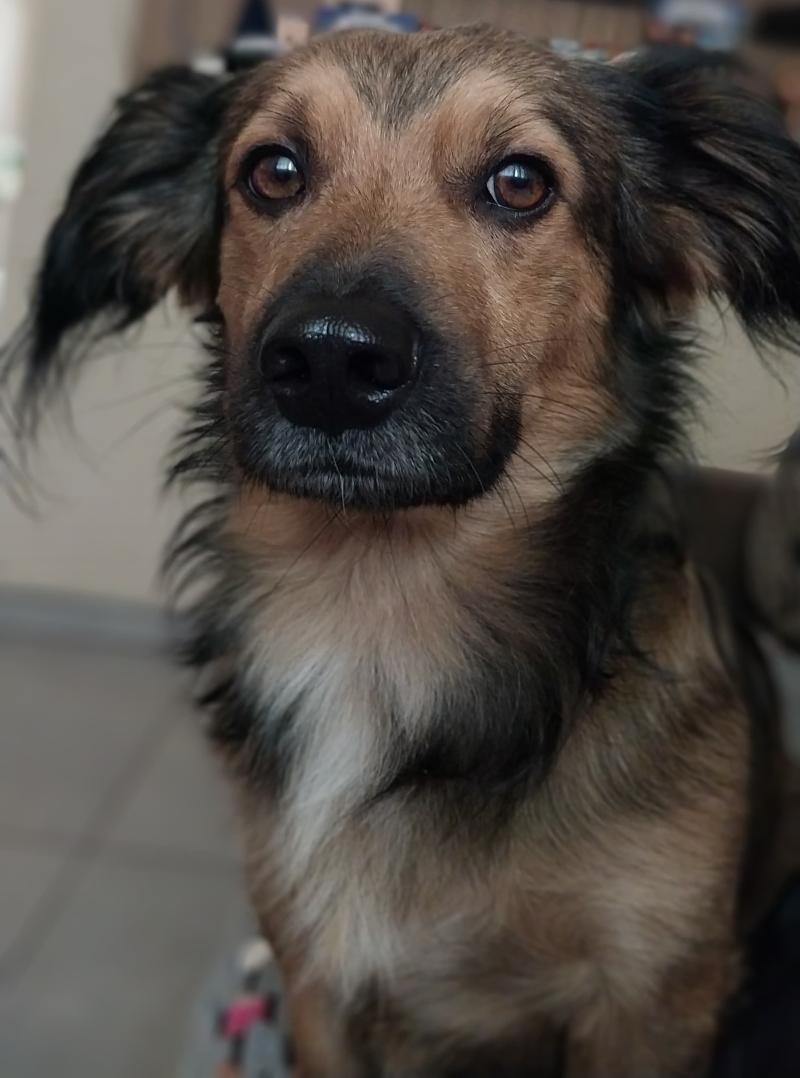 Tutores devem redobrar os cuidados com os Pets na virada do Ano