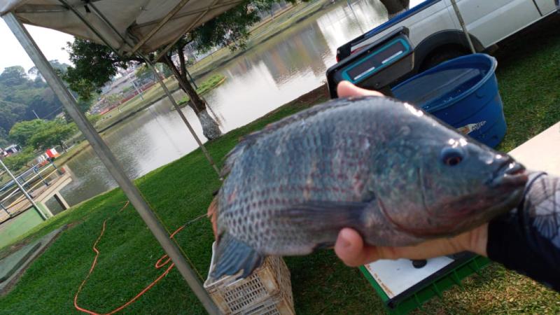 Neste sÃ¡bado (04/01), tem Feira do Peixe Vivo em Laranjeiras do Sul