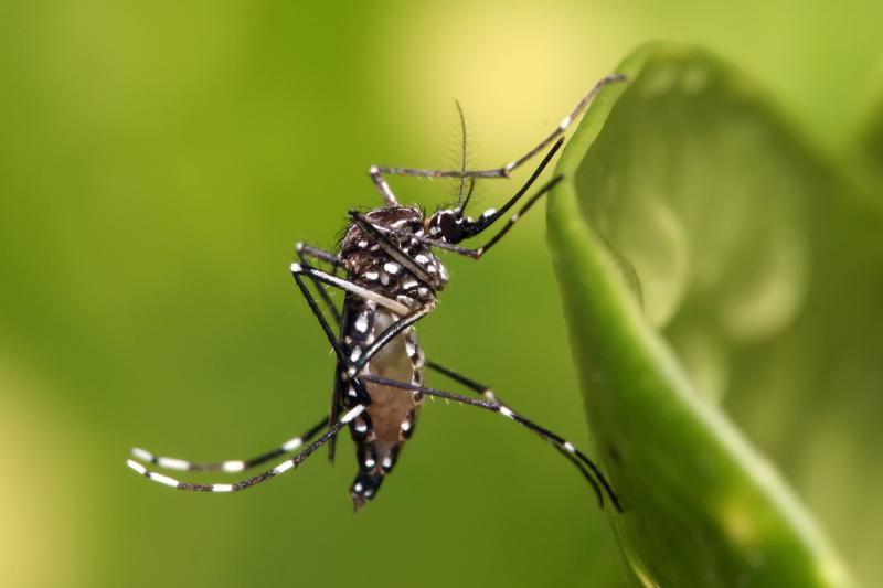 Laranjeiras do Sul Registra Primeiro Caso de Dengue de 2025