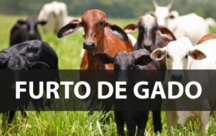 N. Laranjeiras: LadrÃµes furtam 16 bezerros de propriedade rural