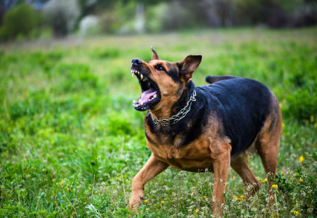 LS: Mais uma pessoa foi atacada por cachorro e sofreu mÃºltiplas lesÃµes 