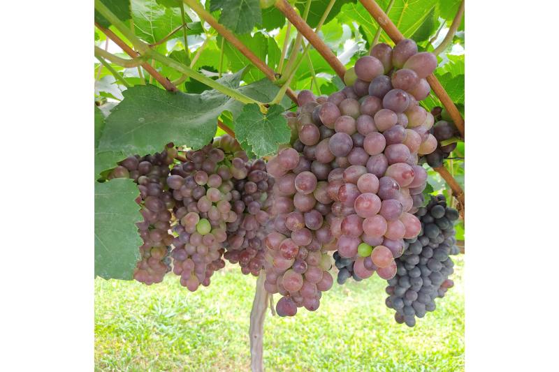 IDR-ParanÃ¡ leva inovaÃ§Ãµes na fruticultura para o Show Rural Coopavel 2025