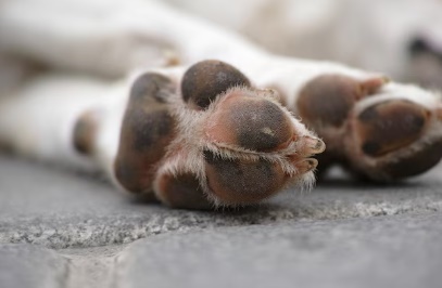 Cantagalo: Cachorro Ã© ferido por golpe de foice na Linha JanjÃ£o