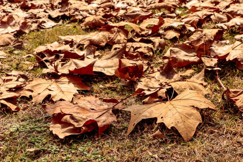 Outono terÃ¡ temperaturas mais amenas e chuva abaixo da mÃ©dia no ParanÃ¡