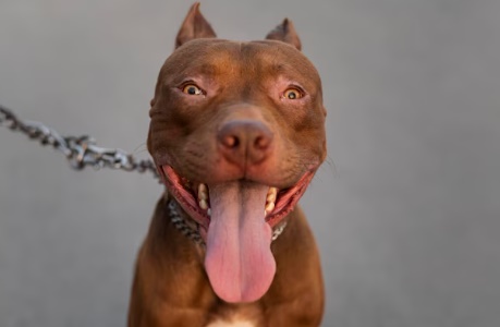 LS: Cachorro Pitbull pula muro, invade terreno vizinho e ataca gato
