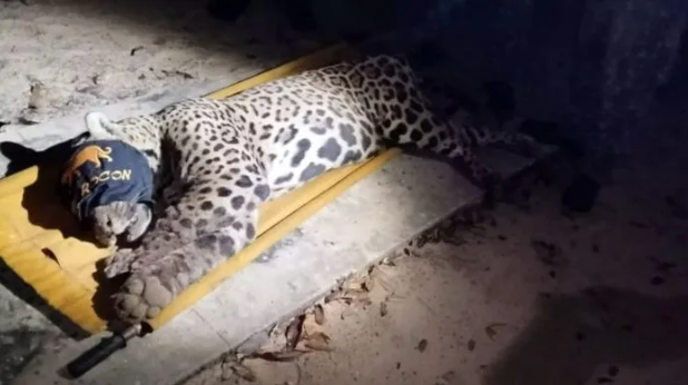 OnÃ§a-pintada que matou caseiro no Pantanal Ã© capturada