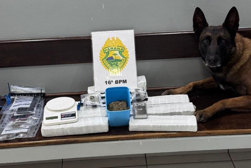 Guarapuava: Cão farejador encontra drogas escondidas em lanchonete enquanto PM comprava lanche