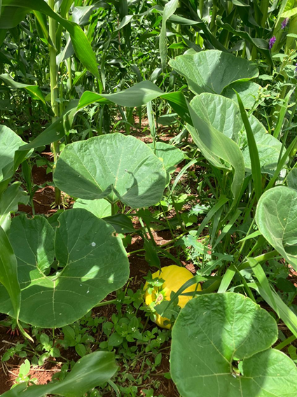 UFFS - Campus Laranjeiras do Sul integra projeto de pesquisa sobre sistemas de plantio direto orgânico