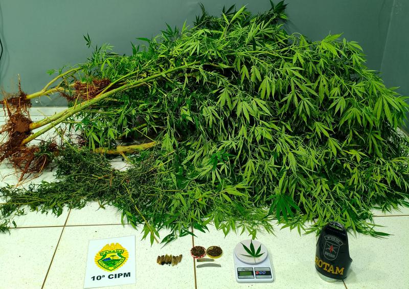 LS: PM encontra plantação de maconha no bairro Água Verde