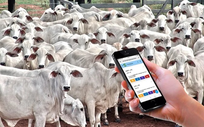 N. Laranjeiras: Furto de gado e de celular foram registrados pela PM 