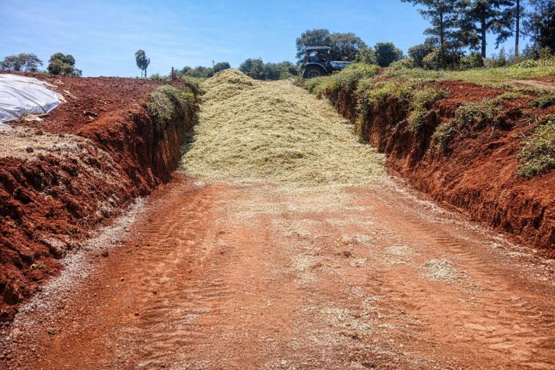 Nova variedade de milho entregue no Plano Safra 2025/2026 registra alto rendimento na produção de silagem em Laranjeiras do Sul