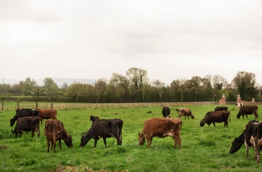 P. Barreiro: Ladrões de gado agem em propriedade rural e furtam 4 cabeças de gado