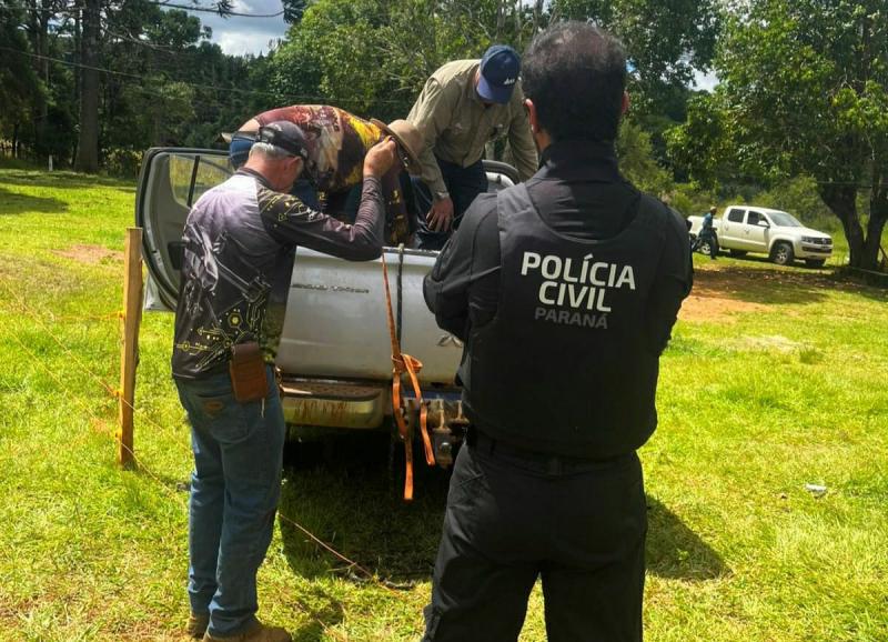 LS: Polícia Civil recupera ovelhas furtadas e prende homem por receptação