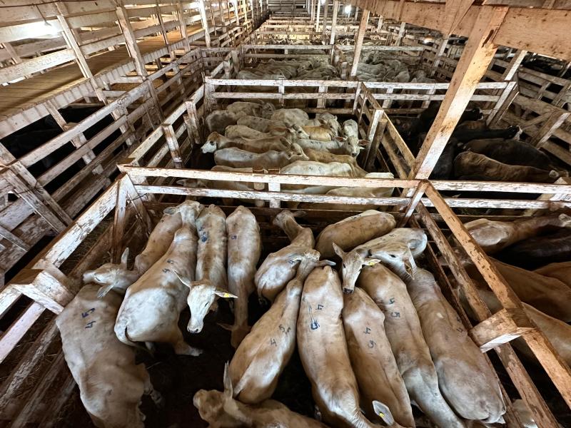 Expoagro: É hoje o mega leilão da Sociedade Rural