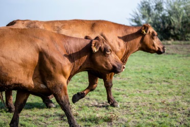 LS: Homem é ameaçado após entrar em propriedade vizinha para recuperar gado que fugiu