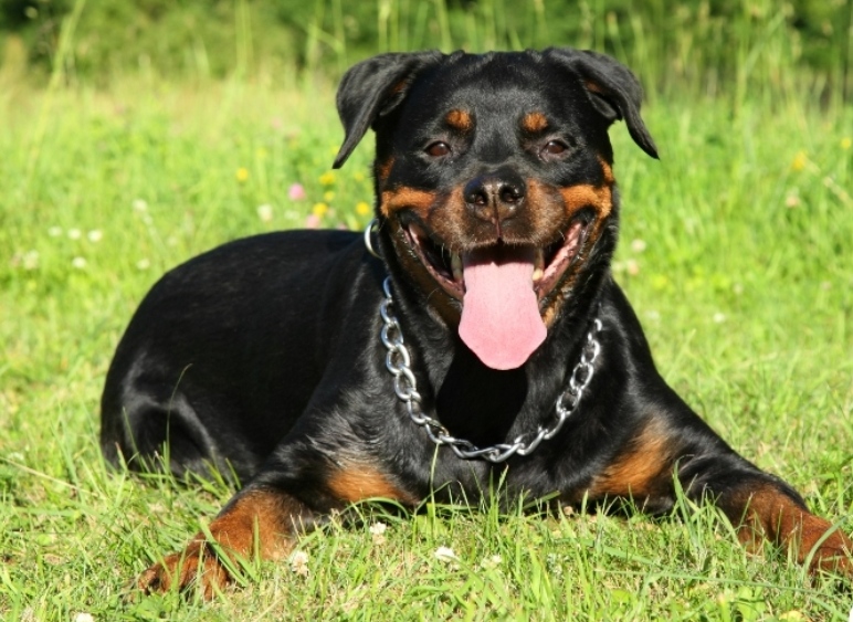 SC: Criança morre após ataque de cachorro em Chapecó