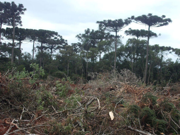 Prazo de adesão ao Refis Ambiental encerra em 27 de maio