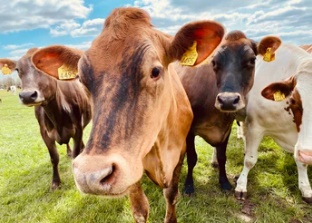 N. Laranjeiras: Três indivíduos são presos com animal furtado, armas e munições
